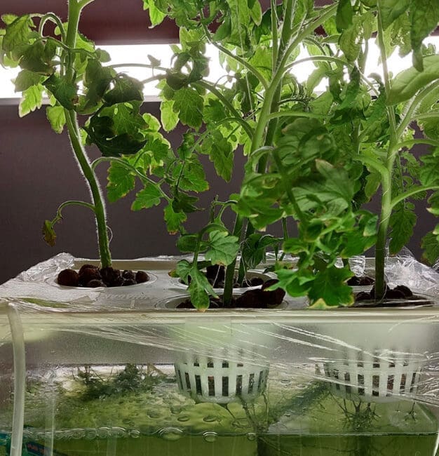 Soilbiom